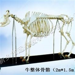 动物骨骼标本 牛整体骨骼标本 陈列展览标本 骨骼标本 请联系我们