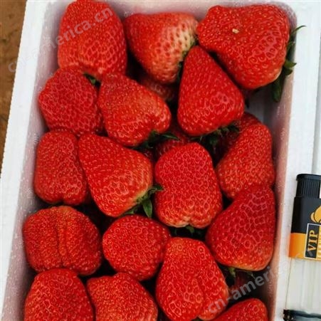 奶油草莓苗红颊99草莓小苗价格及技术 好货不贵实地起苗