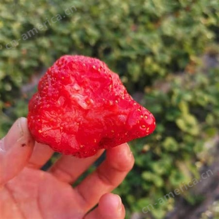 奶油草莓苗红颊99草莓小苗价格及技术 好货不贵实地起苗