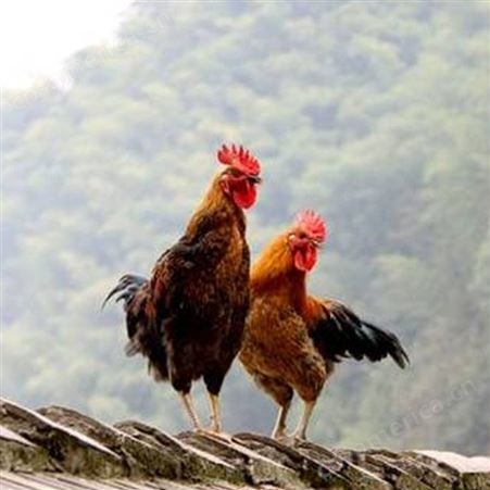 农家养殖观赏鸡出售 种类丰富  采食少好饲养品种多样