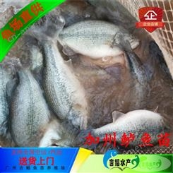 广州鲈鱼苗 吉鲳水产生产公司品种优选鲈鱼苗