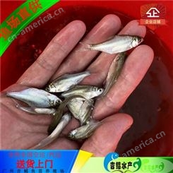 武昌鳊鱼苗合适鱼塘 网箱养殖 高产鱼类品种 鳊鱼苗出售