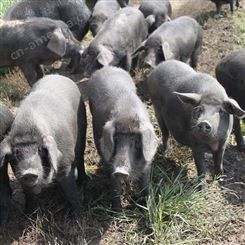 养一只野猪有多少利润 纯种小野猪一只价格 野猪苗养殖技术
