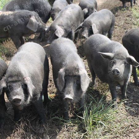 养一只野猪有多少利润 纯种小野猪一只价格 野猪苗养殖技术