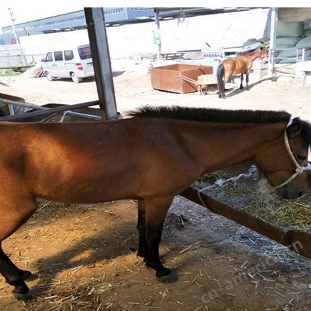 纯种矮马厂家出售 可回收小矮马  成年矮马