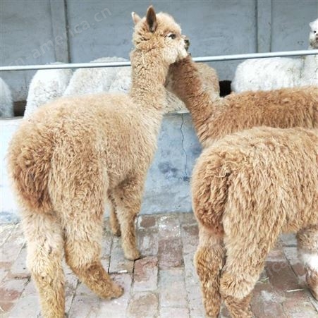 厂家回收成年羊驼 纯种羊驼 优良小羊驼批发