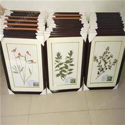 植物腊叶标本植物干制标本植物教学标本制作销售