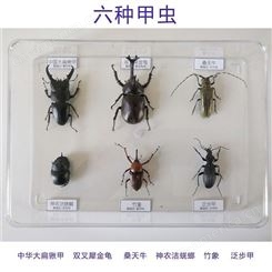干制标本 昆虫标本销售 昆虫标本