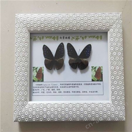 蝴蝶标本销售 青少年手工diy展览蝴蝶标本整姿销售蝴蝶分类标本蝴蝶展示