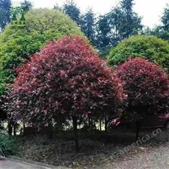 红叶石楠 球 小苗 1.2米-2米柱 俊杰苗木 耐修剪 观赏性好