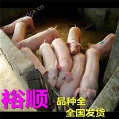 内蒙古 高产生猪好喂养 出栏万头仔猪 耐粗良好养活裕顺猪场