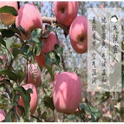 苹果批发 栖霞苹果基地 烟台红富士苹果种植 裕顺价格实惠