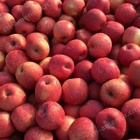 烟台红富士 当季新鲜苹果 烟台红富士苹果种植 裕顺大量上市