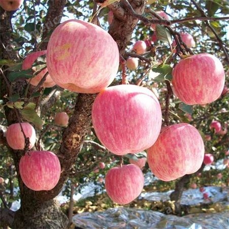 山东冷库红富士苹果 就是甜 裕顺场地一首货源