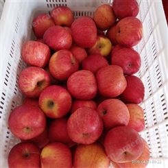 新鲜苹果价格 烟台冷库苹果采购 好吃的苹果 裕顺农户采购利润可观