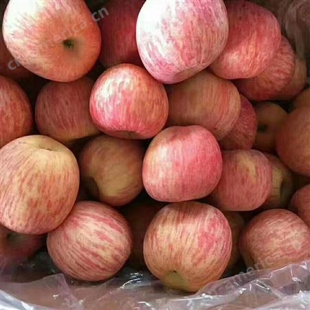 新鲜苹果价格 新品种苹果实惠好吃 好吃的苹果 裕顺个大果正
