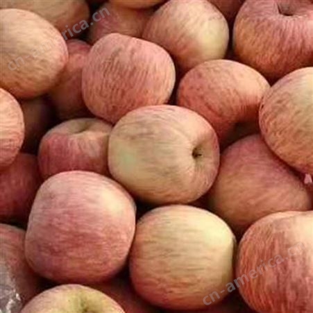 烟台红富士 当季新鲜苹果 好吃的苹果 裕顺农户采购利润可观