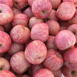新鲜苹果价格 当季新鲜苹果 烟台栖霞苹果行情 裕顺大量上市