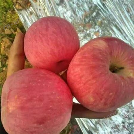烟台红富士 当季新鲜苹果 好吃的苹果 裕顺农户采购利润可观