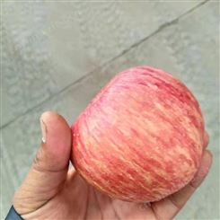 红富士苹果批发 皮薄肉厚苹果价格好 纸袋红富士价格很好 裕顺农户采购利润可观