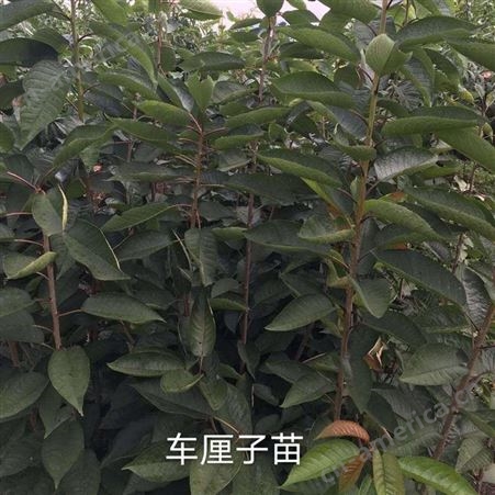 西双版纳车厘子苗基地 市场报价 产地直销 丽江兴禾农业种植有限公司