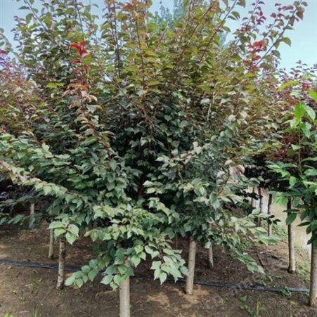 富士园林直销美人梅 专业绿化苗木供应 精品美人梅 树型优美