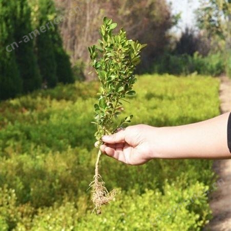 高40公分大叶黄杨小苗种植基地 品种齐全 易成活 欢迎考察