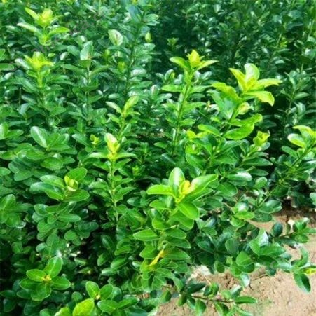 高40公分大叶黄杨小苗种植基地 品种齐全 易成活 欢迎考察