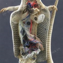 蜥蜴解剖包埋标本 教学标本  中小学教学