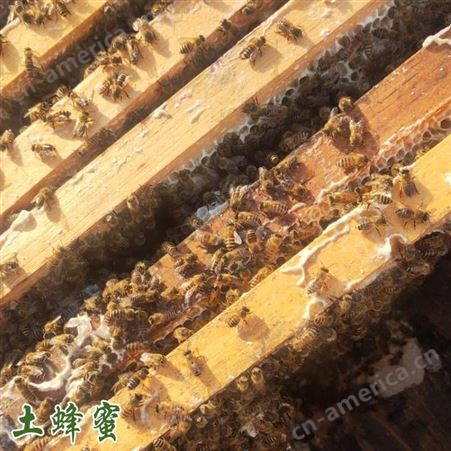 卖纯蜂蜜电话 云南蜂蜜的功效和作用 土蜂蜜食用使用方法