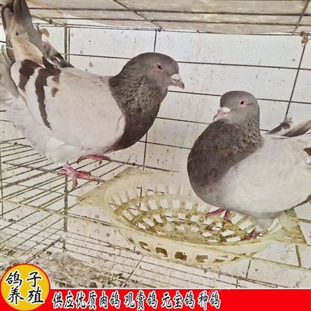 鑫燎三农 肉鸽的市场 一斤的价格类