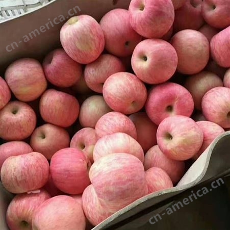 冷库苹果  爆甜红苹果应季新鲜水果 当季整箱5斤