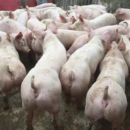 30斤小猪 猪苗养殖   自繁自养 防疫健全 2022年生猪行情