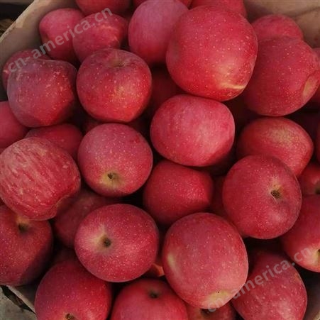 冷库苹果  爆甜红苹果应季新鲜水果 当季整箱5斤