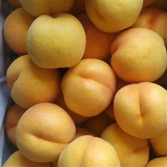 阿拉善盟批发价黄金油桃批发 宏远果蔬 新鲜水果 性价比高