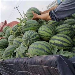 珠海市西瓜批发 甜王西瓜 报价新鲜水果 正规厂家宏远果蔬