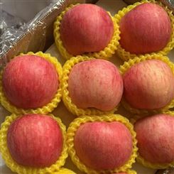 信阳市*批发 苹果 红富士苹果 新鲜水果 公司